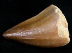 Mosasaur Tooth - Cretaceous Reptile #11206-1